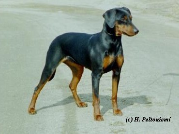 Melusiinan Examelia | German Pinscher 