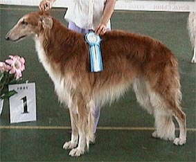 Elei Valday | Borzoi 