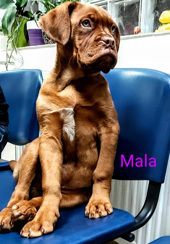 Mala | Dogue de Bordeaux 