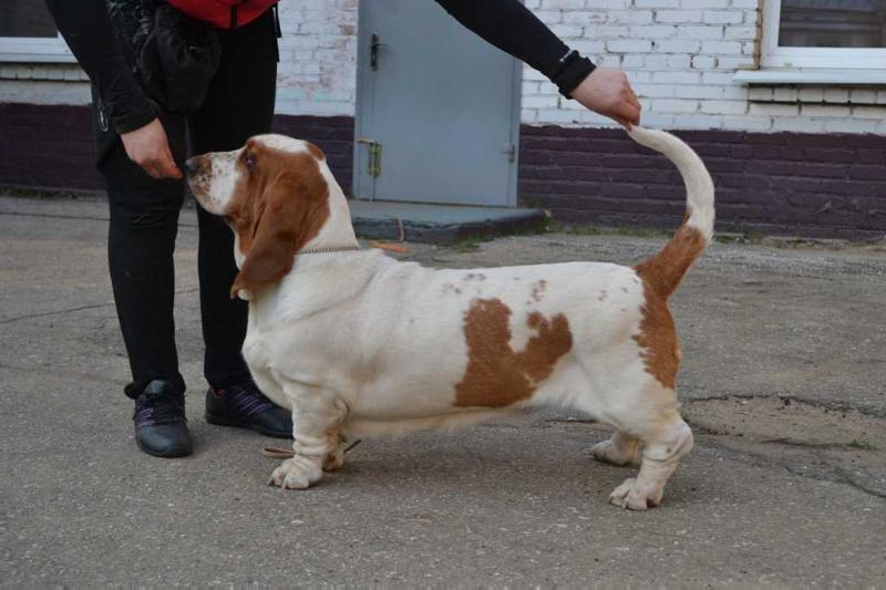 Kolani Ingenue Menage | Basset Hound 