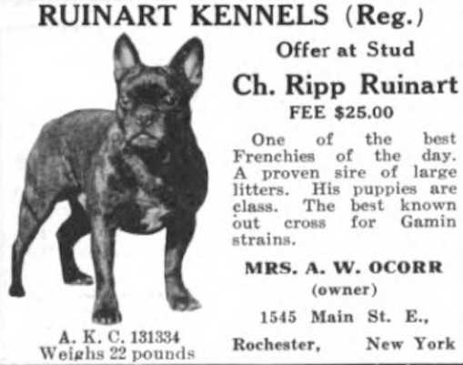 Ripp Ruinart | French Bulldog 