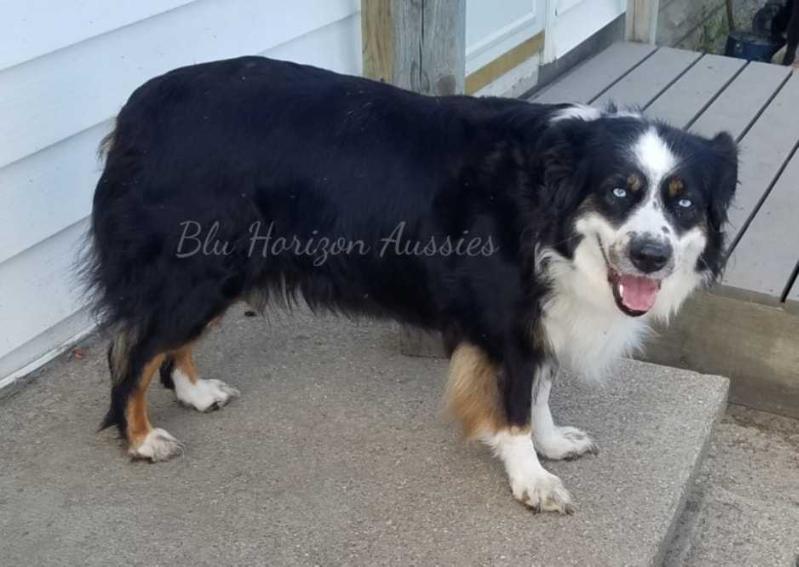 BLU HORIZONS SHOT THRU MY HEART | Australian Shepherd 