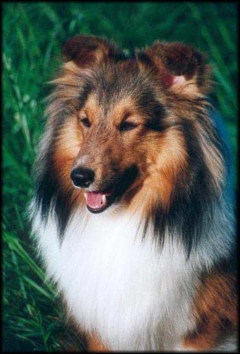 Miles McCoy vom Ohmtalteufel | Shetland Sheepdog 