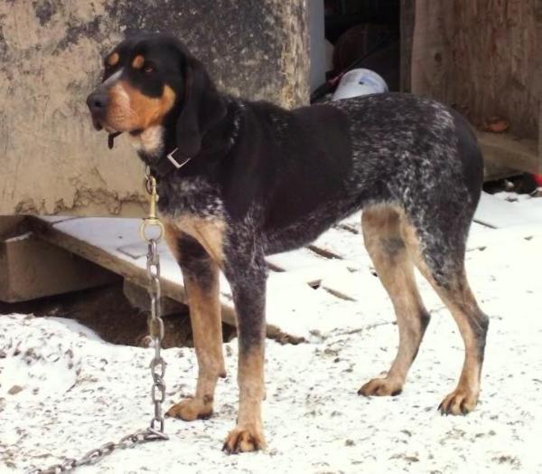 CoolWater Blue Anna Mae | Bluetick Coonhound 