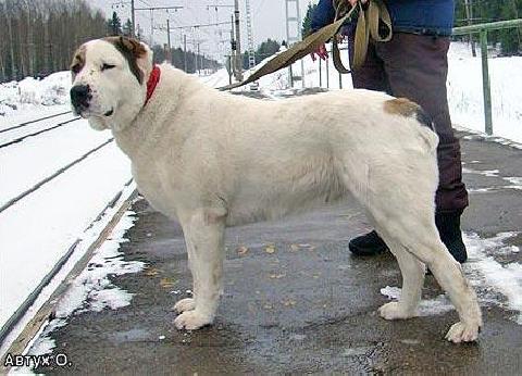 Klepa | Central Asian Shepherd Dog 