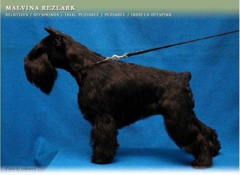MALVINA REZLARK | Miniature Schnauzer 