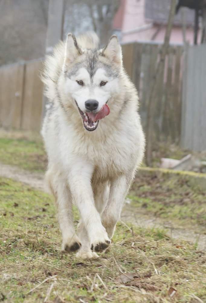 Gold of Maja Elga Osburga | Alaskan Malamute 