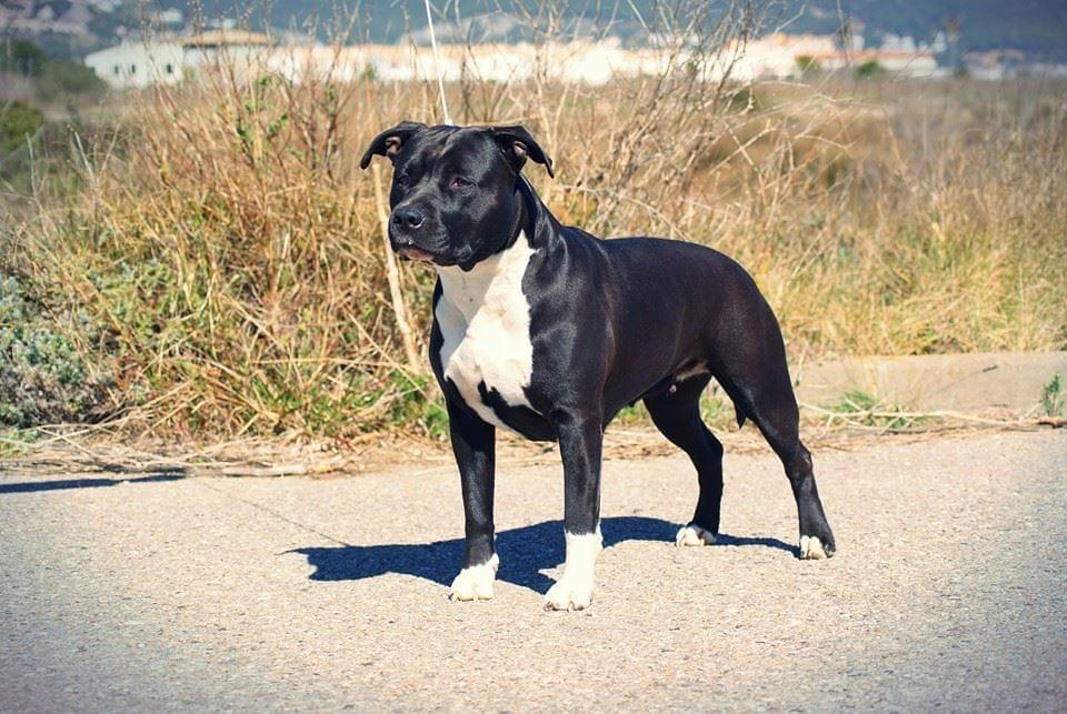 Rytual Black Star de Cielo de titanes | American Staffordshire Terrier 