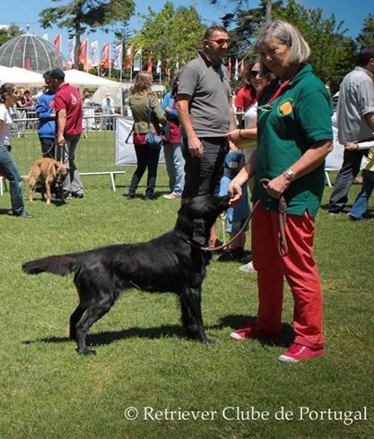 Padme de tucuman | Flat-Coated Retriever 