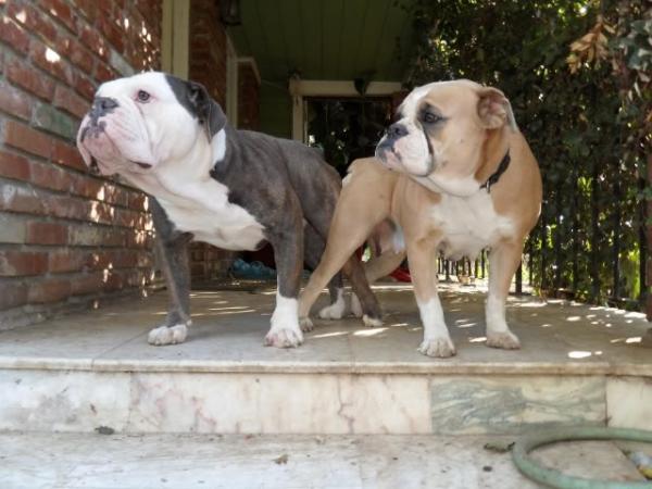 Joyful acres' mercedez of scrb | Olde English Bulldogge 