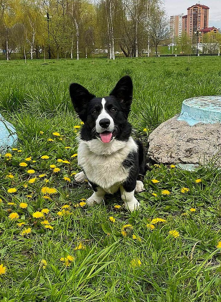 Chaves for Loyal Ally | Cardigan Welsh Corgi 