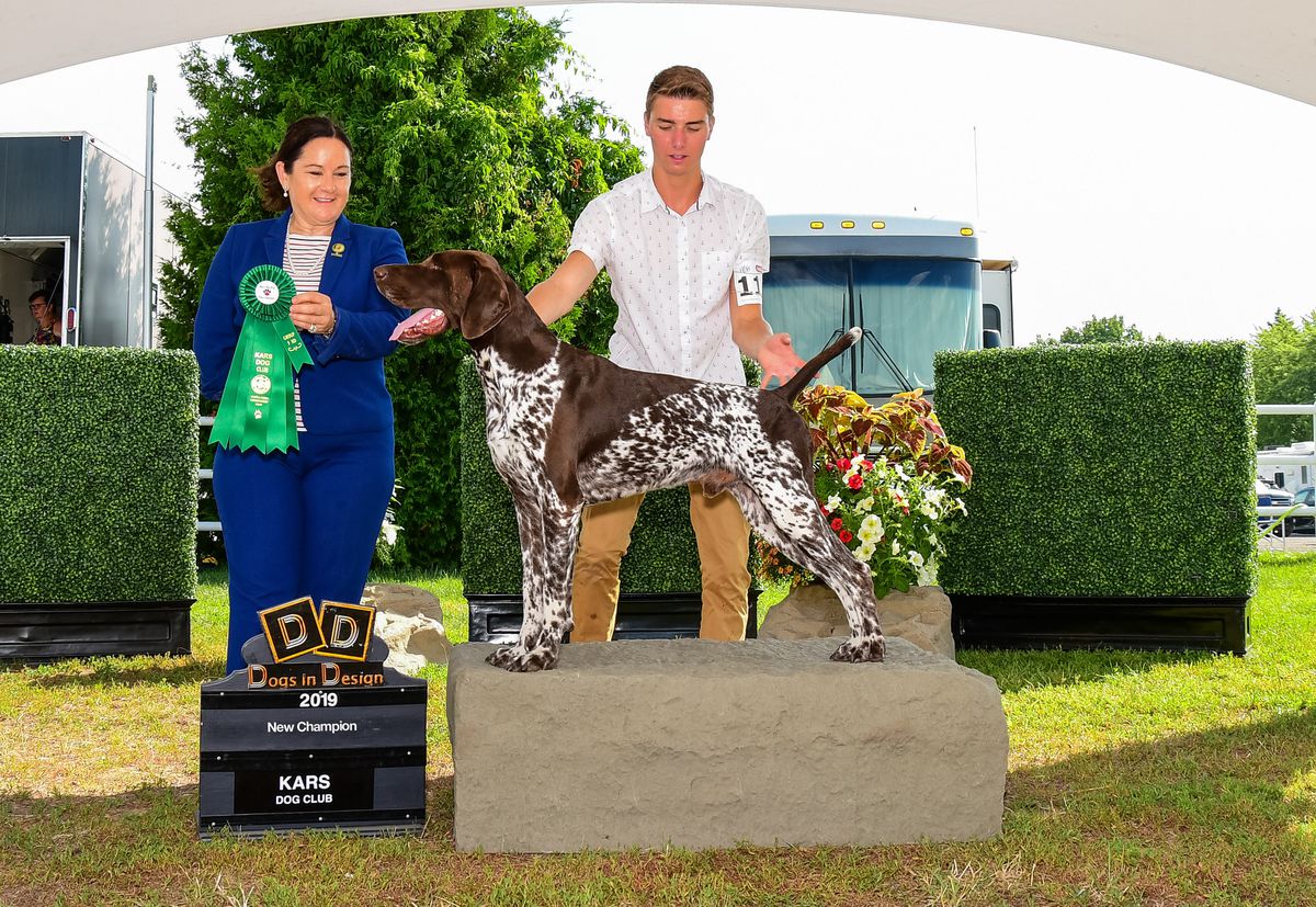 BRISKO DE OCTALEX | German Shorthaired Pointer 