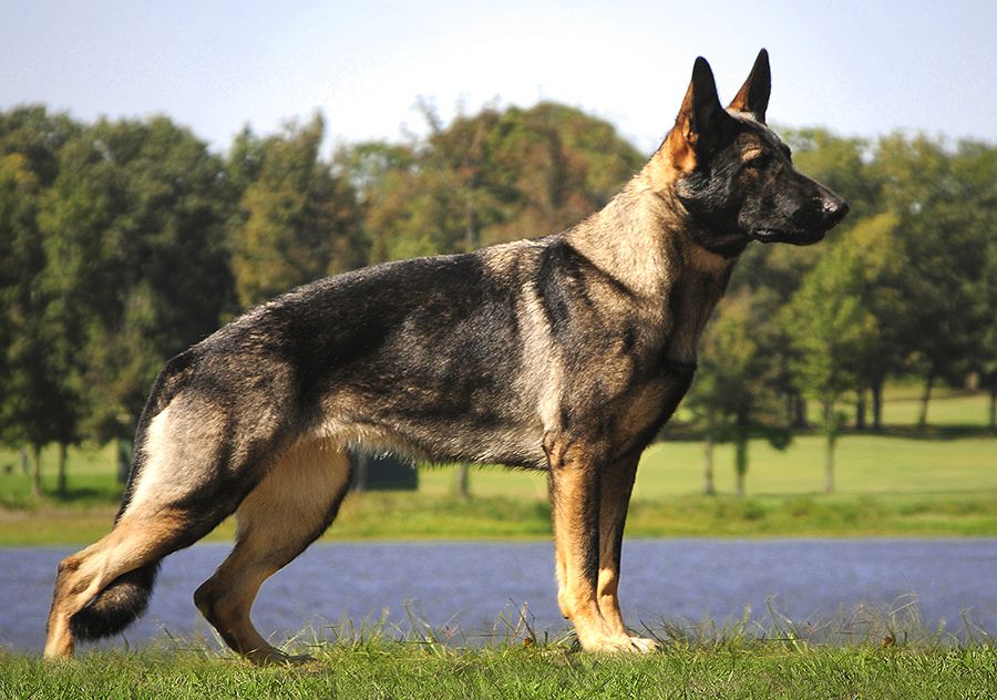 Halle v Haus Danks | German Shepherd Dog 