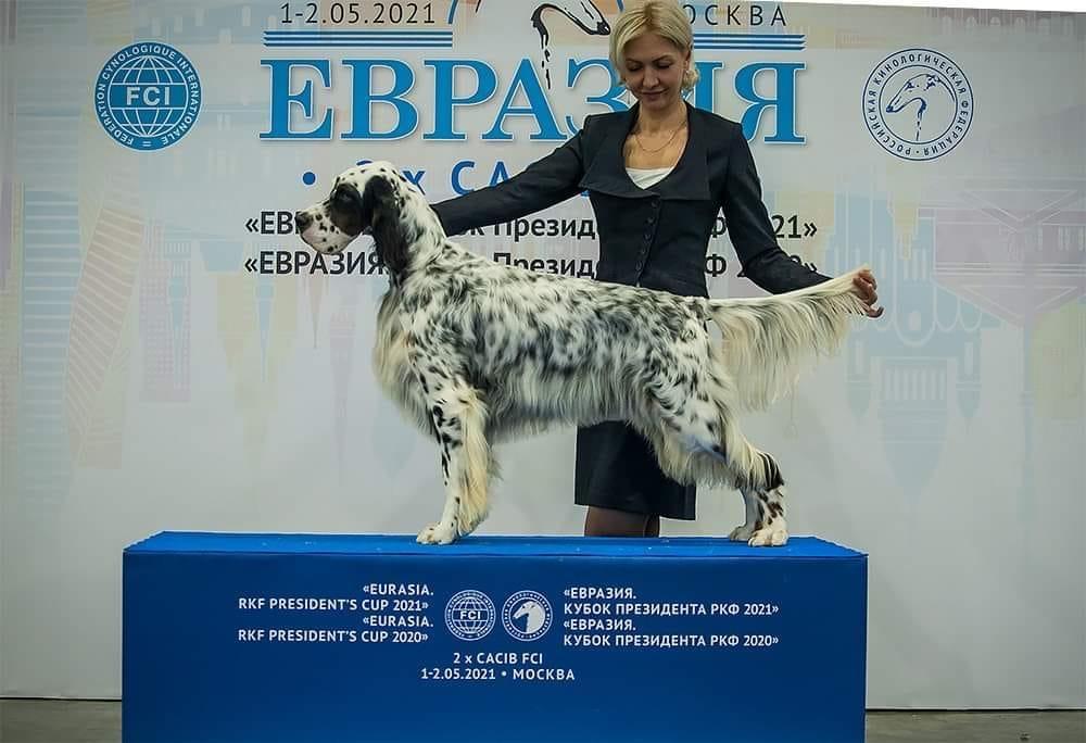 Lucksheray One In a Million | English Setter 