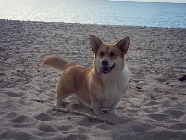 Allegro Mano Solo | Pembroke Welsh Corgi 