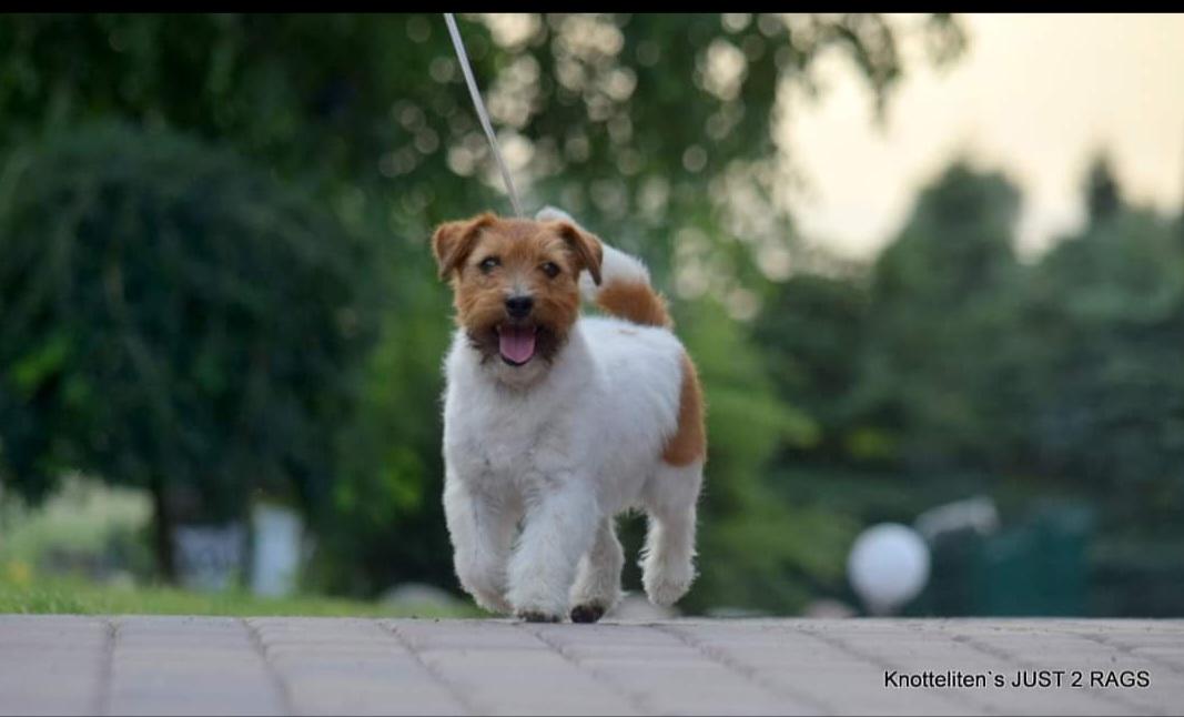 Knotteliten's Just 2 Rags | Jack Russell Terrier 