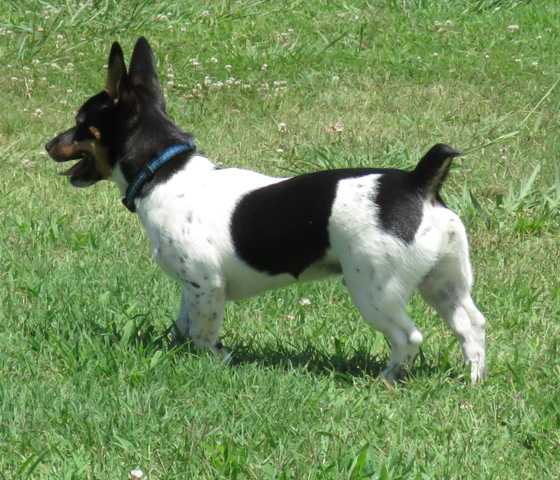 Fowler's Cajun Jax Of AHK | Teddy Roosevelt Terrier 