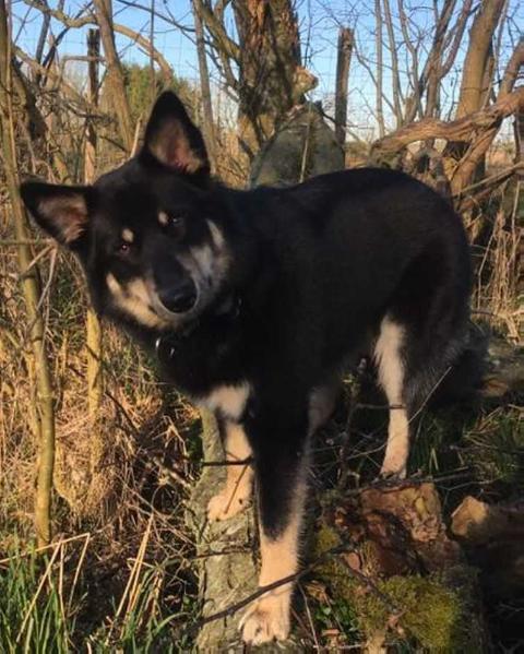 Njarga Boska | Lapponian Herder 