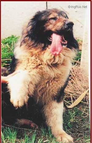 Padar | Caucasian Mountain Dog 