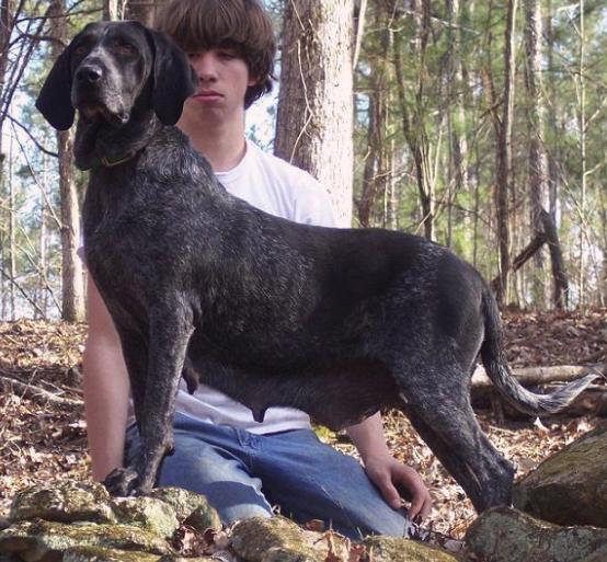 Ray's Cheyenne | Bluetick Coonhound 