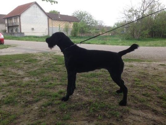 Zuna Od Ariljske Pododale | German Wirehaired Pointer 