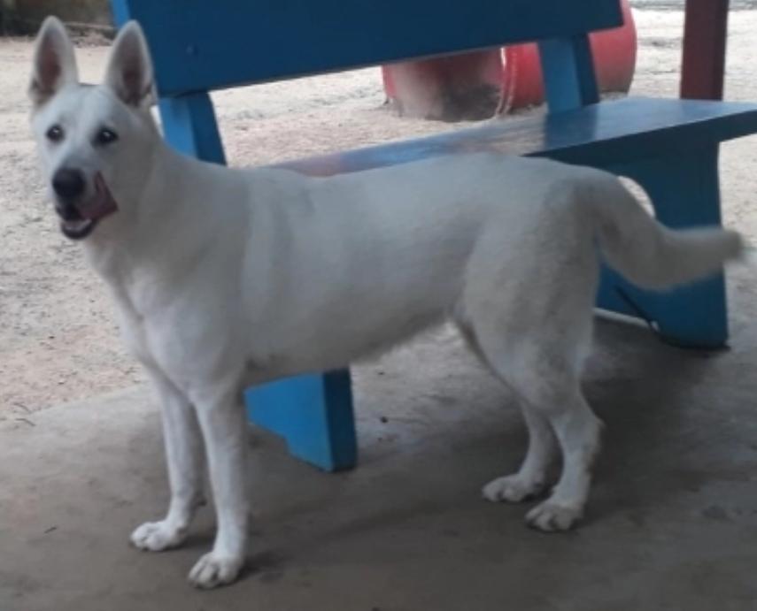 LOBINHA K9-SERGIPE (AKIRA) | White Swiss Shepherd Dog 