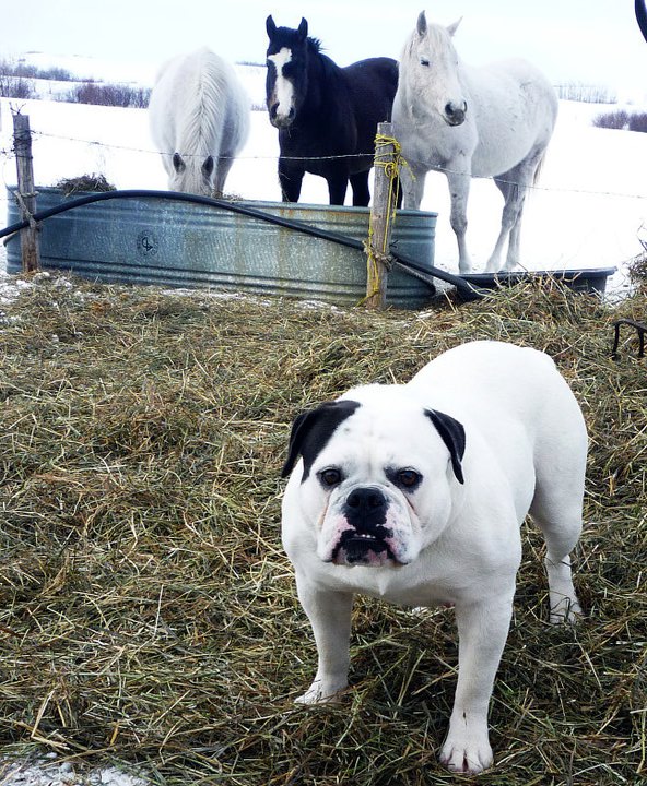 KWK9's Pinky | Olde English Bulldogge 