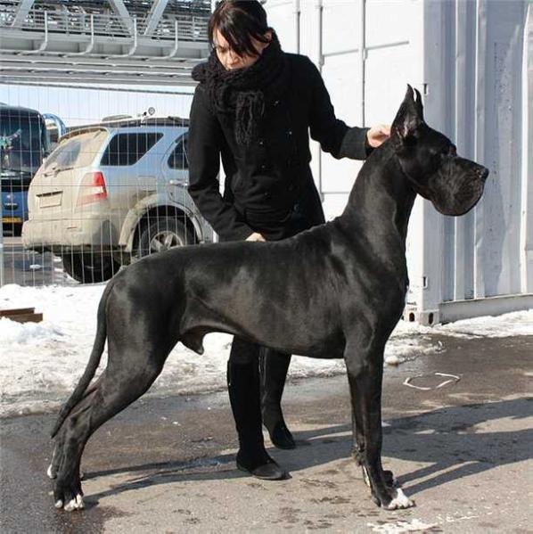 Alano's State Maximiliano | Great Dane 