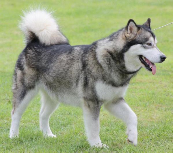 Snowlion' Lauren du loup indien de l'artique | Alaskan Malamute 