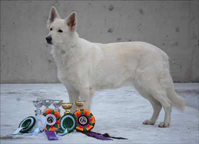 Jamie White Lady vom Bozener Hof | White Swiss Shepherd Dog 