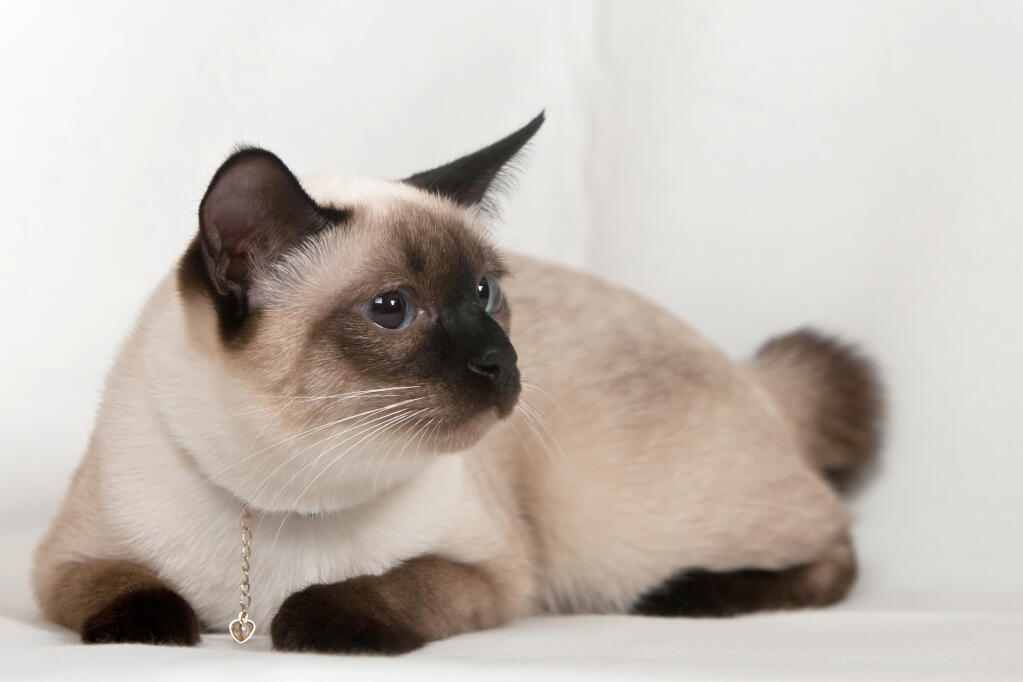 Mekong Bobtail