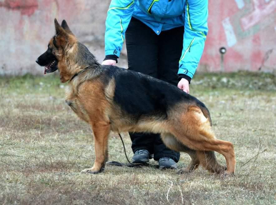 De Orse Mak Flai Tsvetanga | German Shepherd Dog 