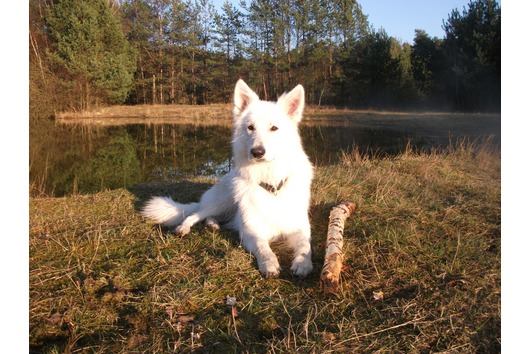 Maruke of white Canis Lupus | White Swiss Shepherd Dog 