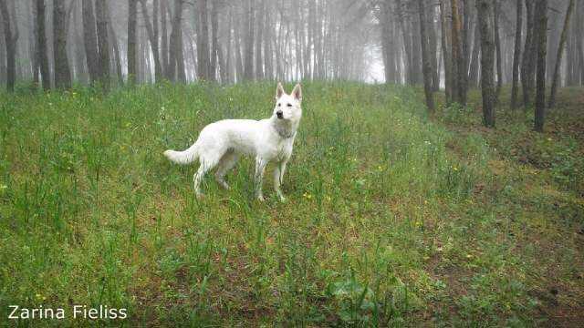 Fieliss Zarina | White Swiss Shepherd Dog 