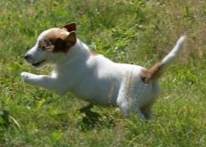 Jacks'R'us Twinkie Little Evenstar | Jack Russell Terrier 