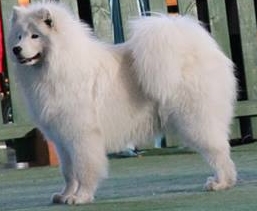 AMAZING GIFT O'MARK Virta Valo | Samoyed 