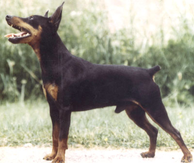 vasco von tilburgs roen | Miniature Pinscher 