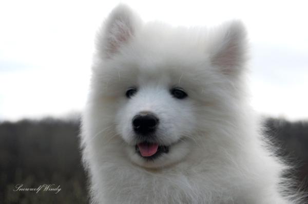 Beloff Snowwolf Windy | Samoyed 