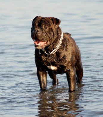 Ostergaard's Bjørn | Olde English Bulldogge 