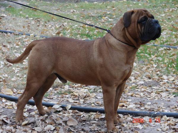 Russell Uranio Red | Bullmastiff 