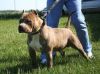 DOMINION'S/KILLINOIS KENNEL'S D-BO | American Pit Bull Terrier 