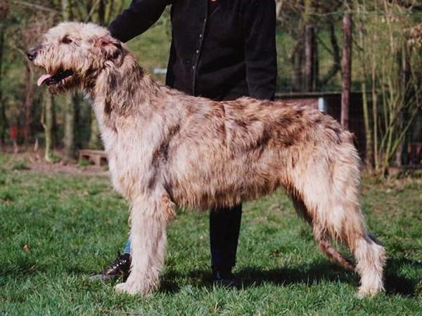 Pitlochry's Pamela | Irish Wolfhound 