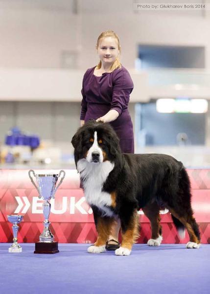 Sennenhund Rossii Kriskent | Bernese Mountain Dog 