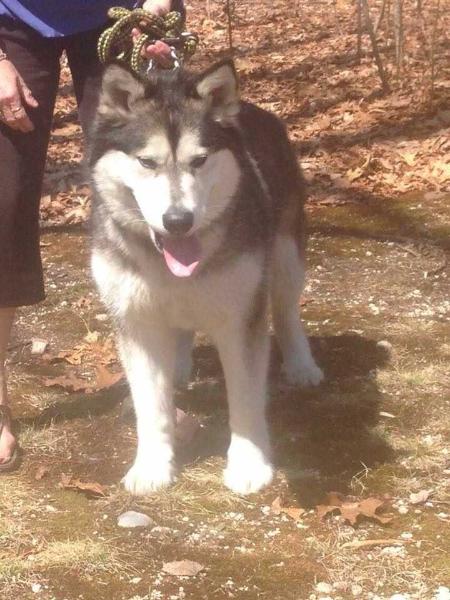 Uyak Shinnecock Sheila | Alaskan Malamute 