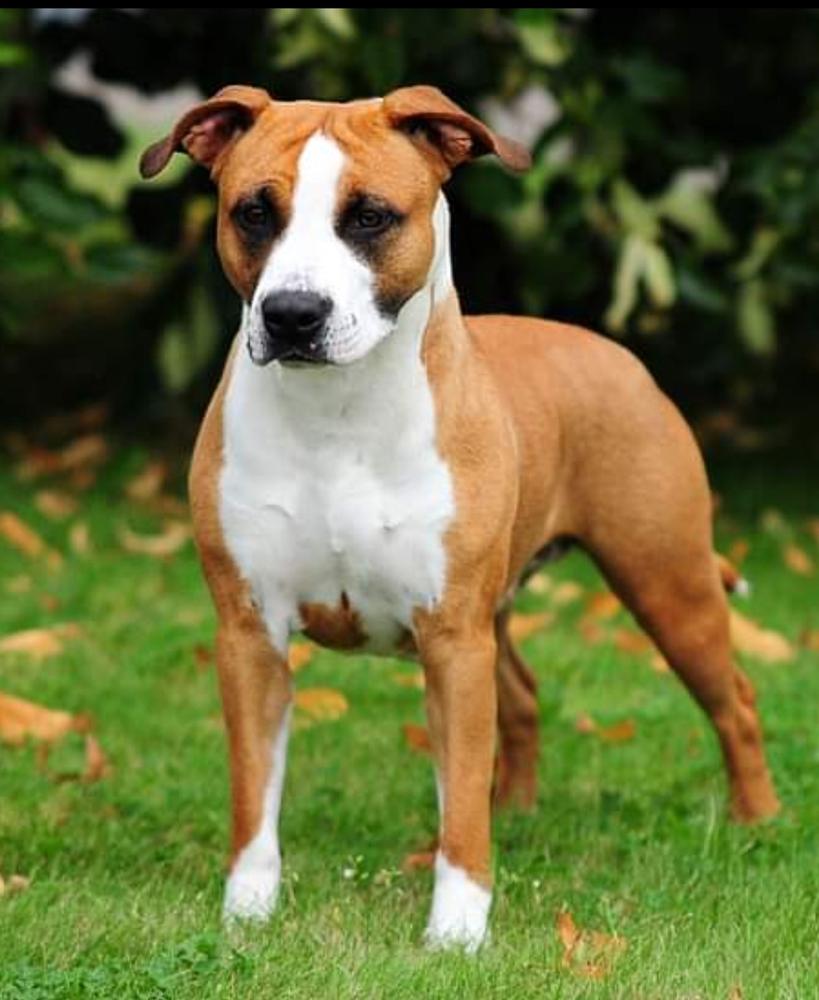 Firewood´s Prepare To Be Noticed ( Zia ) | American Staffordshire Terrier 