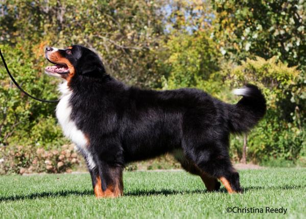 Great  Lakes It's All Greek To Me | Bernese Mountain Dog 