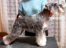 A¿Arwena Grand hajan Polonia | Miniature Schnauzer 