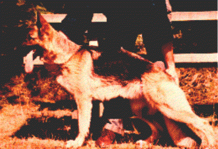 Yvonne vom Loher-Stein | German Shepherd Dog 