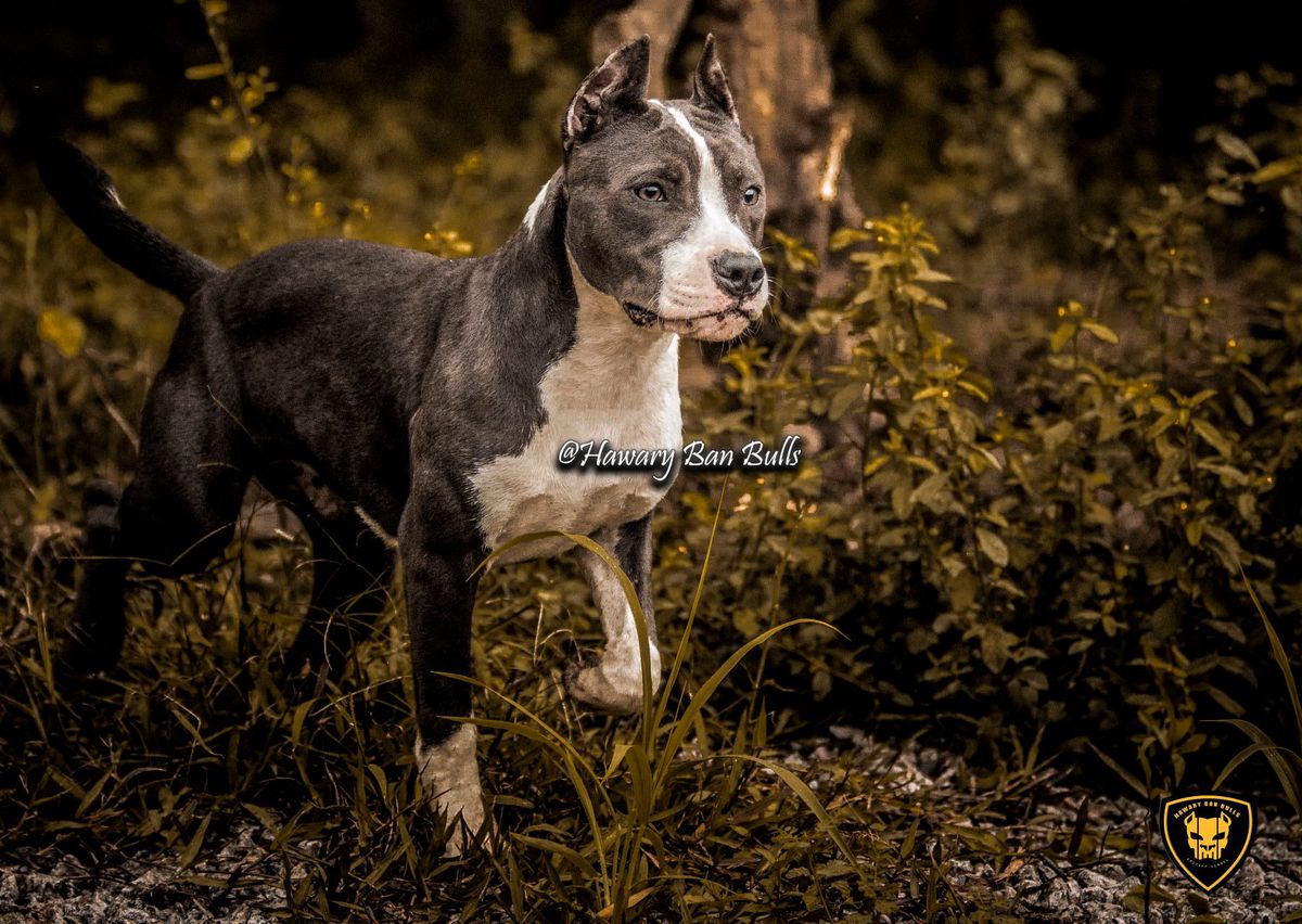 F2 Raika Of Hawary | American Staffordshire Terrier 