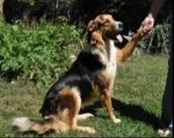 Dickerson's Sally | English Shepherd 